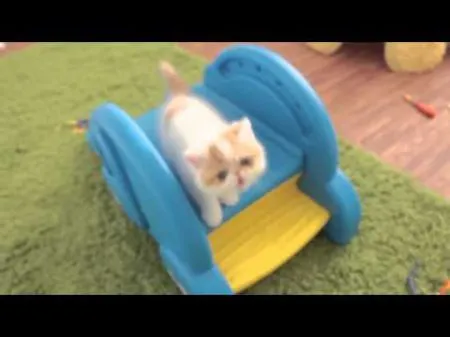 Забавные котята играют на горке