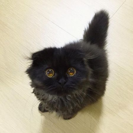 Кот с огромными гипнотическими глазами
