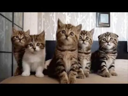 Смешные кошки. Только лучшие моменты