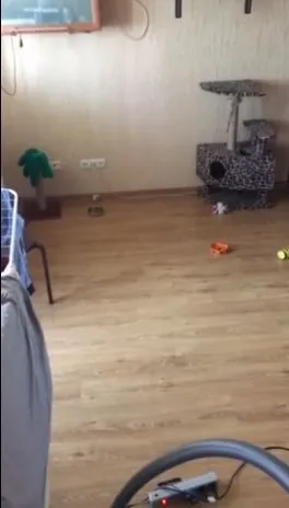 Котейка на новом уровне