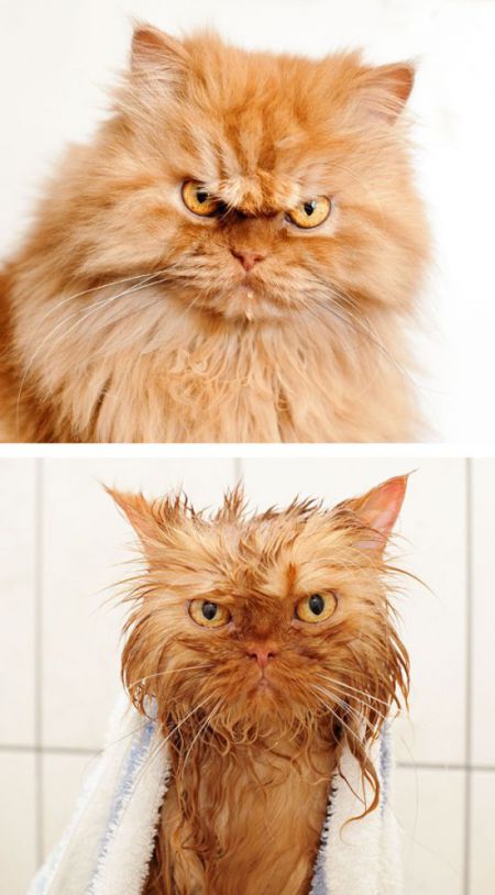 Кошки до и после купания, забавно получилось