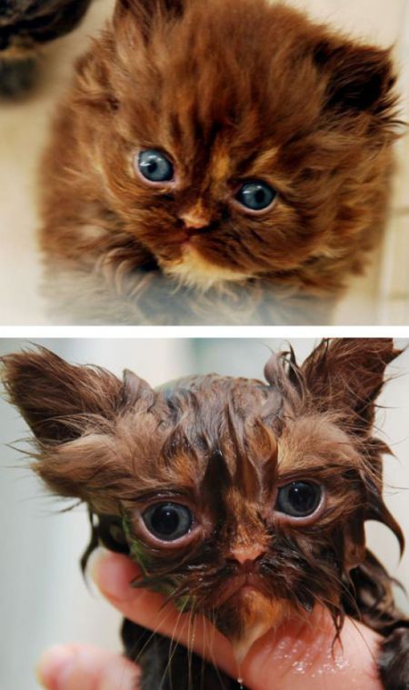 Кошки до и после купания, забавно получилось
