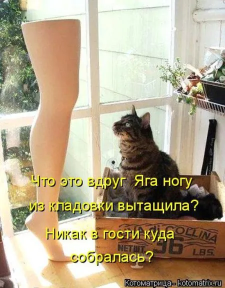 Лучшие котоматрицы недели большая порция
