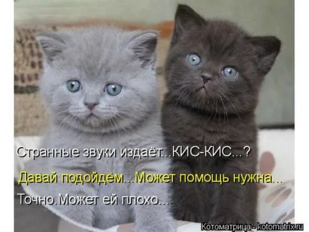 Лучшие котоматрицы недели (48 фото)