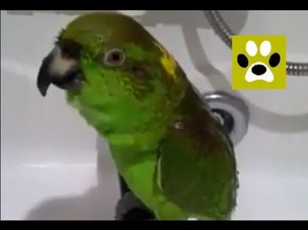 Этот попугай спел песню “Беловежская пуща” прямо под душем