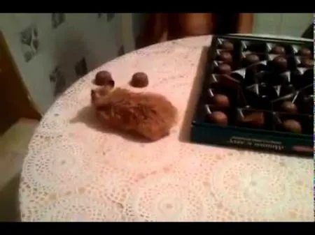 Смотрите что выделывает этот хомячок