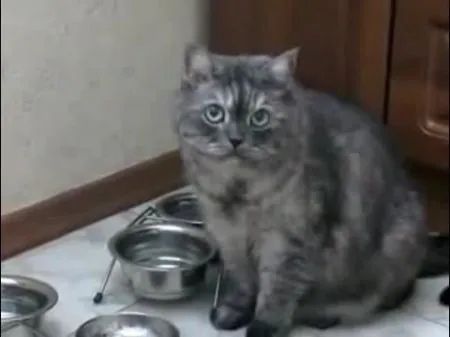 Хозяин,ты чё? Где еда-то?