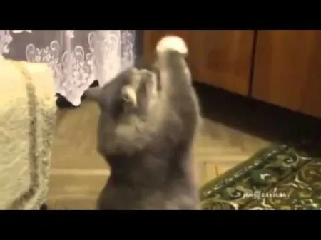 Хозяйка поёт, а кот зажигает