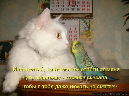Свежая котоматрица (18 фото)