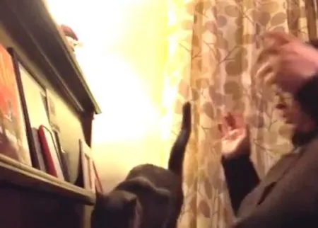 Котейки