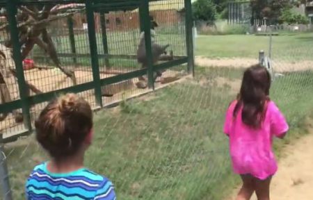 В зоопарке бабуин забросал фекалиями двух девочек и их родителей