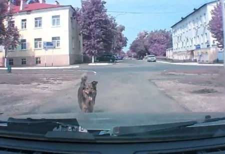 Собака предупреждала до последнего