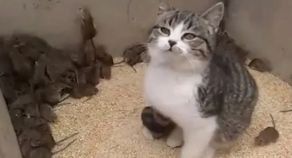 Кот сломался
