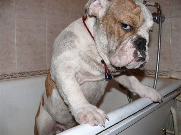Фото обиженной собаки вызвало бурю сочувствия и негодования