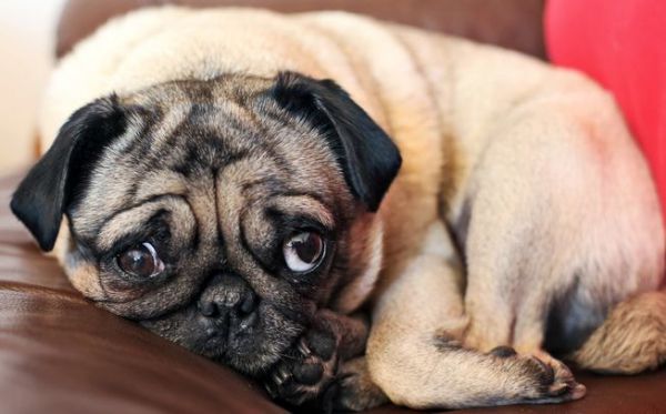 Фото обиженной собаки вызвало бурю сочувствия и негодования