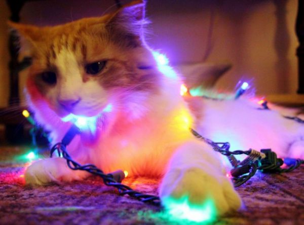 Коты и новогодние украшения