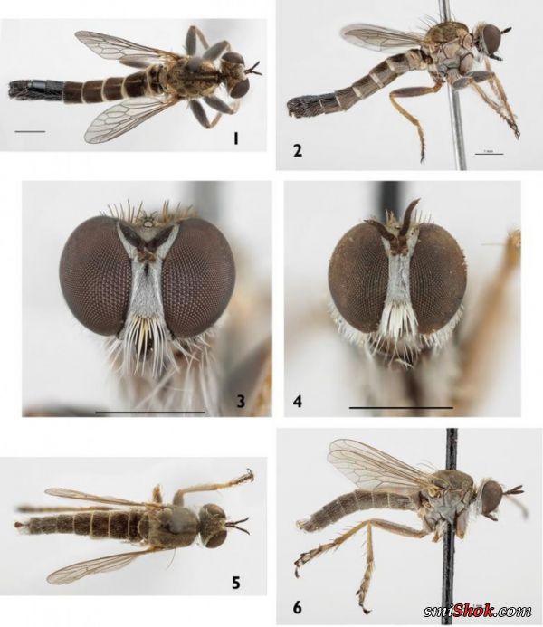 Биологи обнаружили новый вид мух-убийц