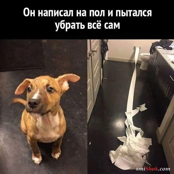 Смешные картинки с надписями от 9 декабря 2016 Смешные картинки с надписями от 9 декабря 2016