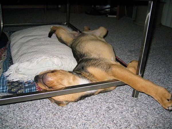 Фото собак которых сморил сон
