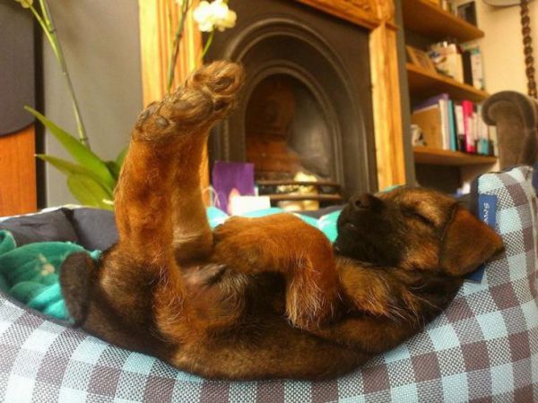 Фото собак которых сморил сон