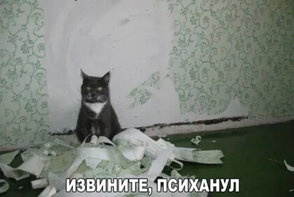Смешные картинки с надписями от 20 декабря 2016