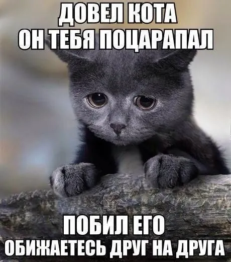Смешные картинки с надписями от 20 декабря 2016