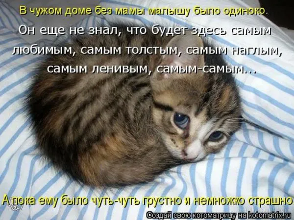 Картинки котиков с надписями (33 фото)