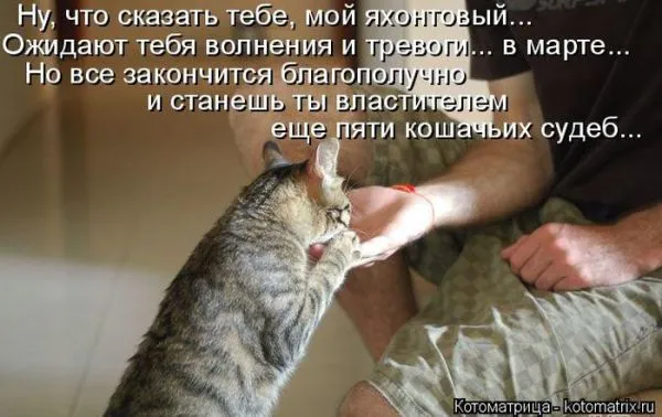 Картинки котиков с надписями (33 фото)