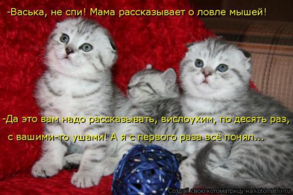 Картинки котиков с надписями (33 фото)