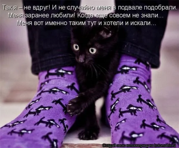 Картинки котиков с надписями (33 фото)