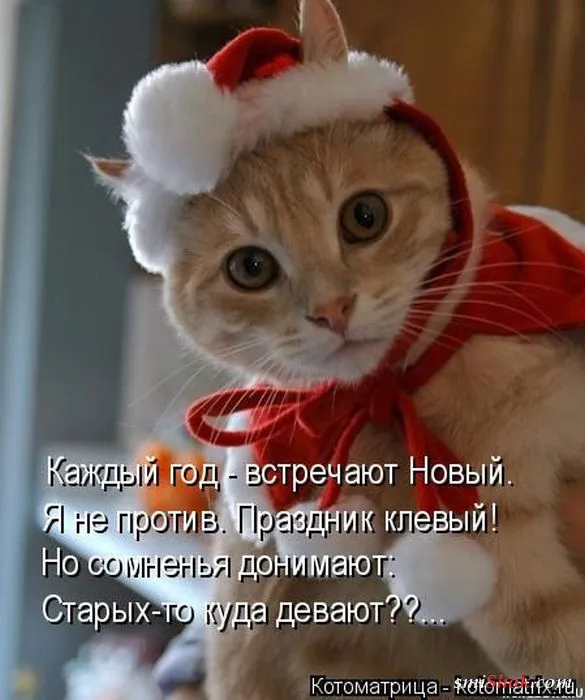 Картинки котиков с надписями (33 фото)