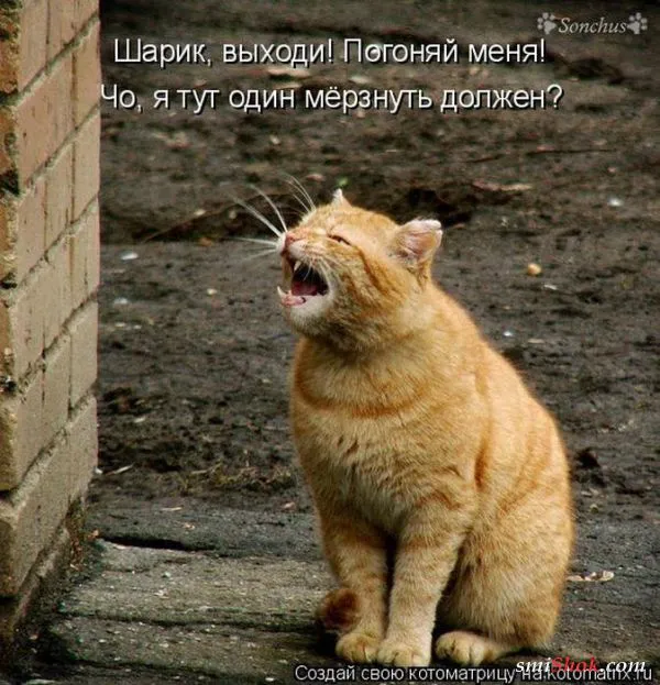 Картинки котиков с надписями (33 фото)