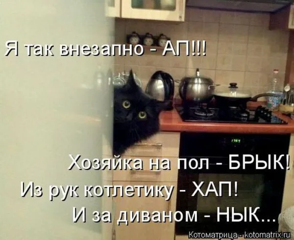 Картинки котиков с надписями (33 фото)