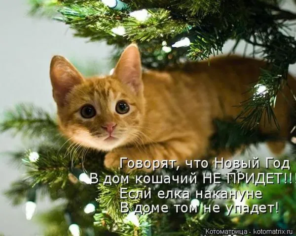 Картинки котиков с надписями (33 фото)