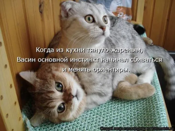 Картинки котиков с надписями (33 фото)