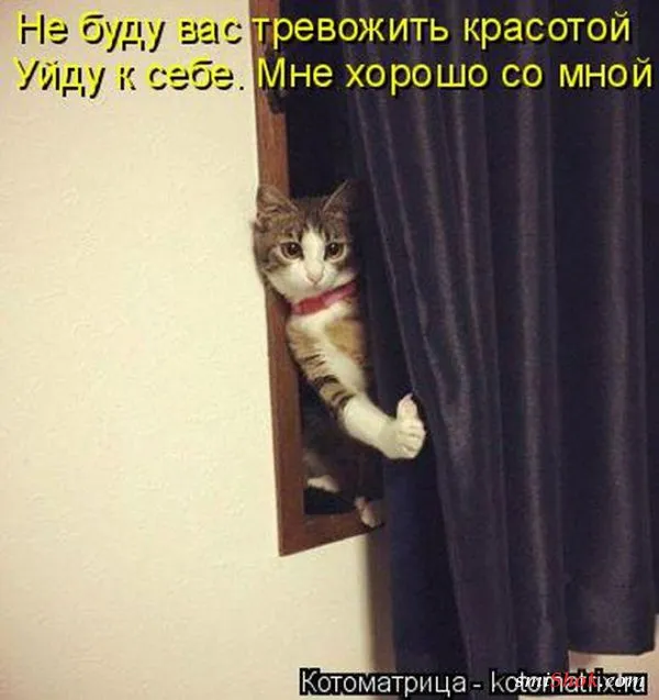 Картинки котиков с надписями (33 фото)