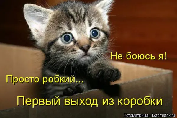 Картинки котиков с надписями (33 фото)