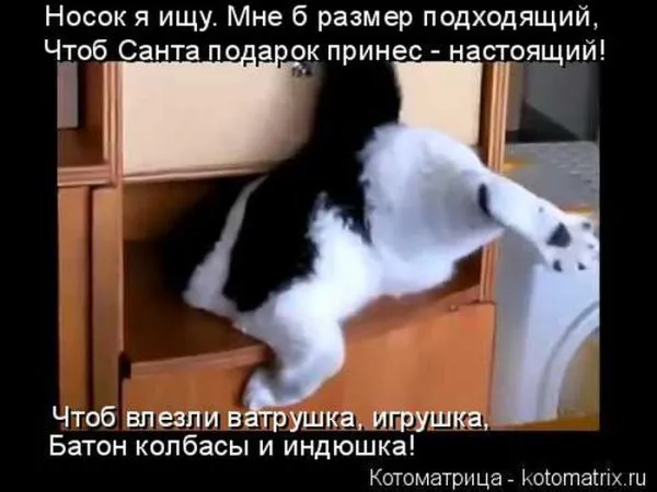 Картинки котиков с надписями (33 фото)