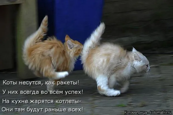 Картинки котиков с надписями (33 фото)