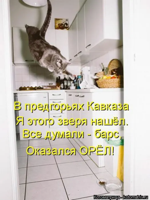 Картинки котиков с надписями (33 фото)