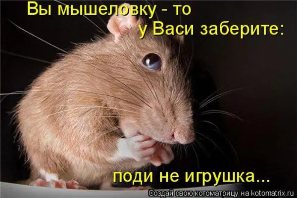 Картинки котиков с надписями (33 фото)