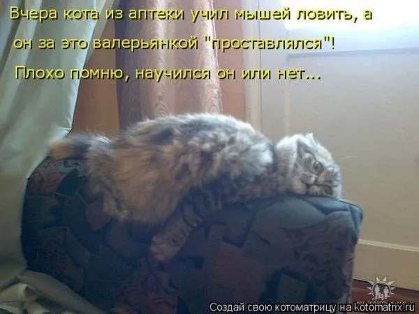Картинки котиков с надписями (33 фото)