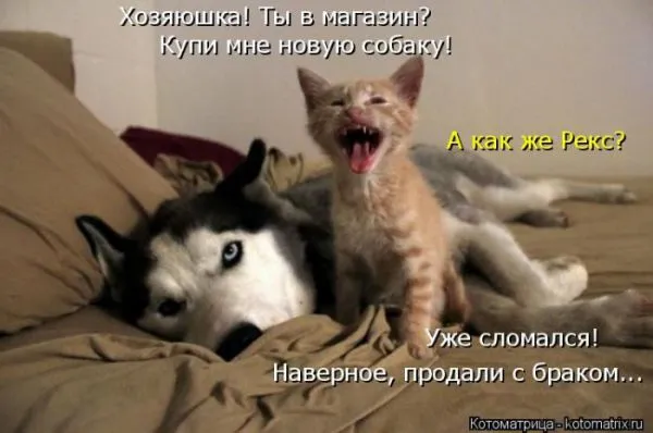 Картинки котиков с надписями (33 фото)