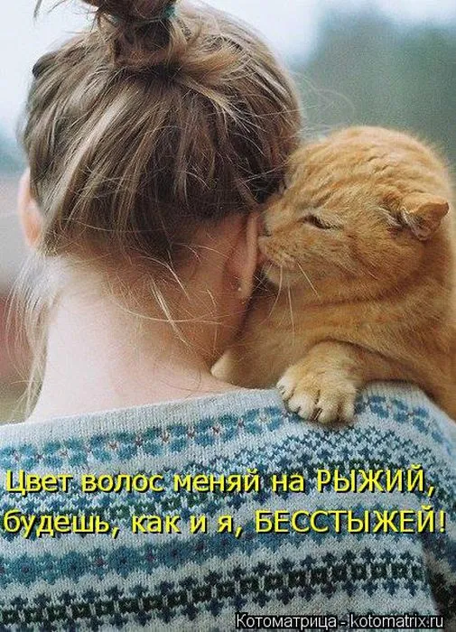 Картинки котиков с надписями (33 фото)