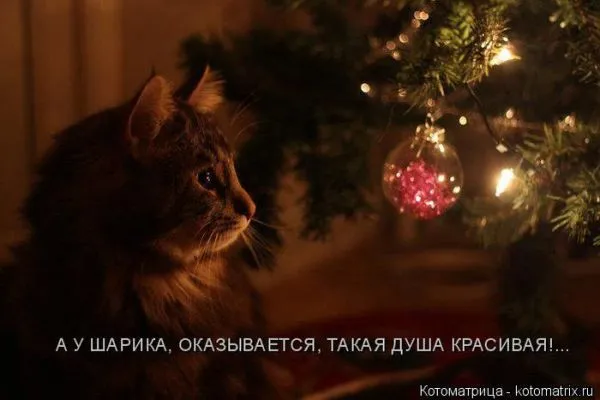 Картинки котиков с надписями (33 фото)