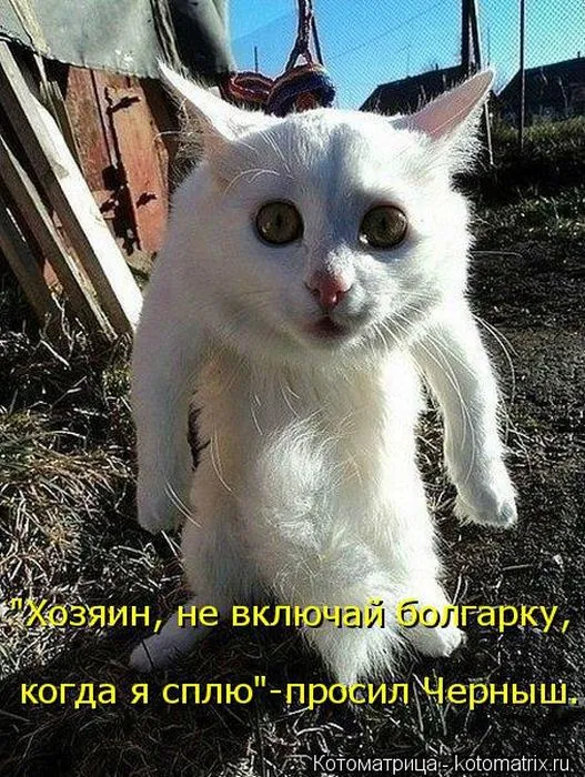Картинки котиков с надписями (33 фото)