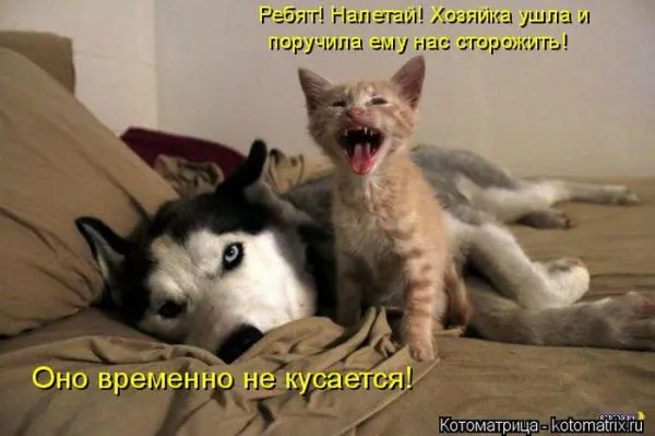 Картинки котиков с надписями (33 фото)