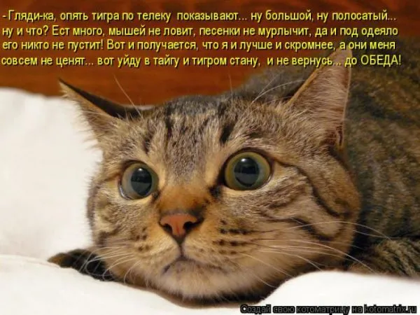 Картинки котиков с надписями (33 фото)