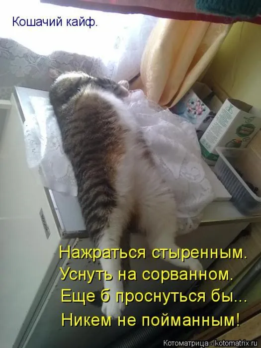 Картинки котиков с надписями (33 фото)