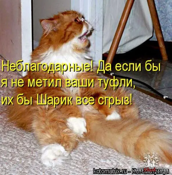 Картинки котиков с надписями (33 фото)